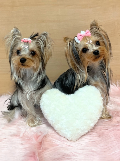 ウーフリンク 【小型犬 アクセサリー】※※これはテストデータです※※購入できません - 画像 (3)
