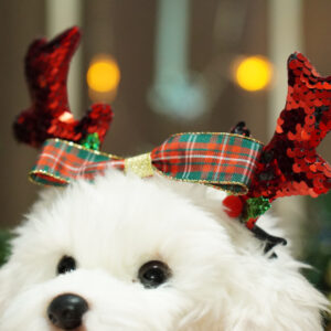 クリスマス【小型犬 アクセサリー】※※これはテストデータです※※購入できません