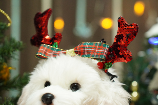 クリスマス【小型犬 アクセサリー】※※これはテストデータです※※購入できません