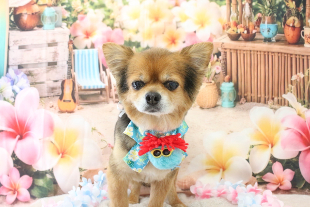 クリスマス【小型犬 アクセサリー】※※これはテストデータです※※購入できません - 画像 (5)